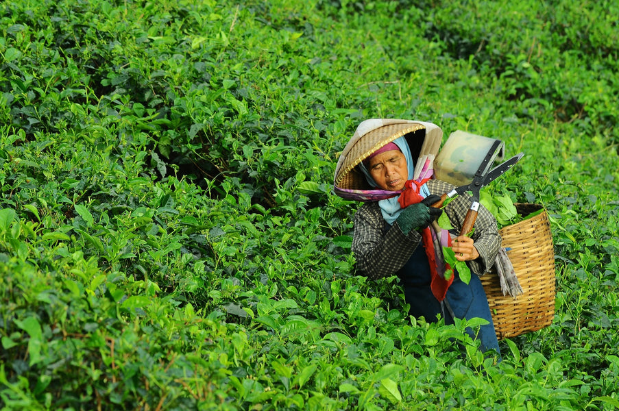 明前茶/雨前茶/穀雨茶