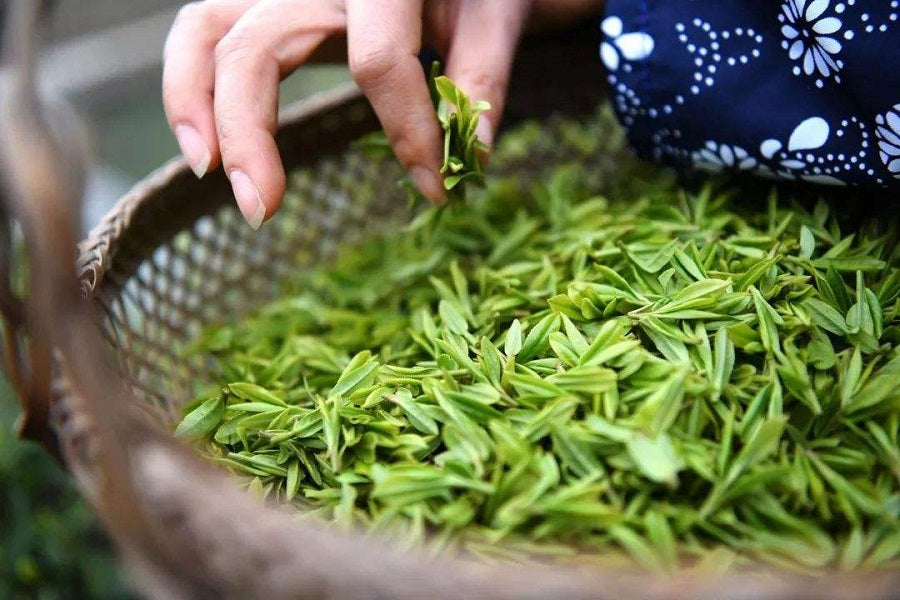 茶葉基本製作過程