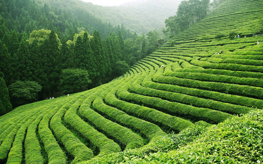 茶樹品種與葉種