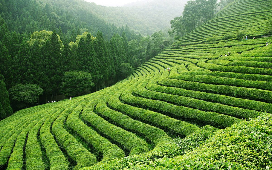 茶樹品種與葉種